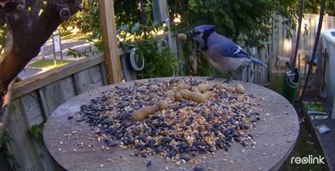 Kamera IP Reolink GO Series G330 z panelem solarnym