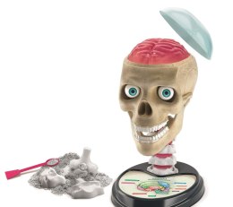 Anatomia | Naukowa zabawa