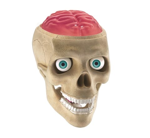 Anatomia | Naukowa zabawa