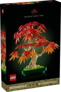 10348 | Klon Palmowy Bonsai