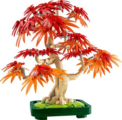 10348 | Klon Palmowy Bonsai