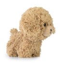 Teddy Pets - Maskotka Golden Poodle