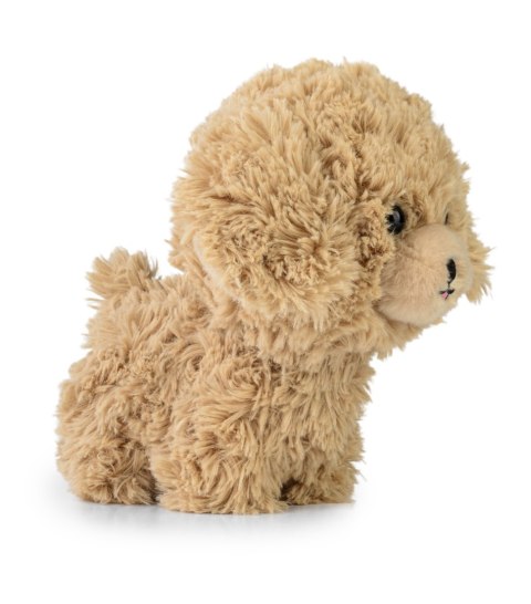 Teddy Pets - Maskotka Golden Poodle